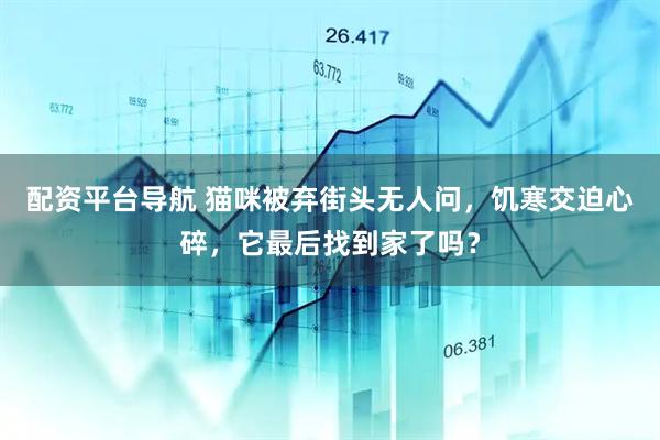 配资平台导航 猫咪被弃街头无人问，饥寒交迫心碎，它最后找到家了吗？