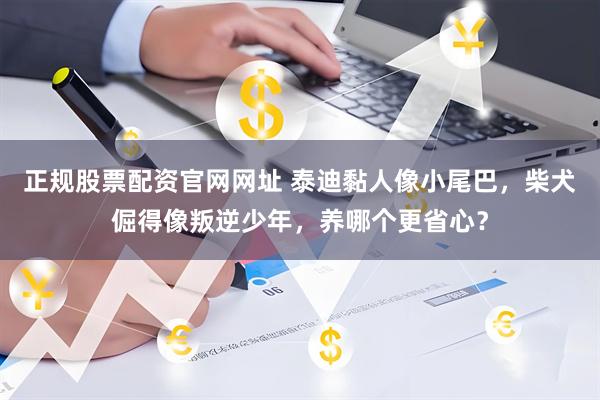 正规股票配资官网网址 泰迪黏人像小尾巴，柴犬倔得像叛逆少年，养哪个更省心？