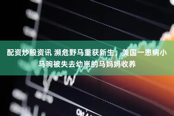 配资炒股资讯 濒危野马重获新生，美国一患病小马驹被失去幼崽的马妈妈收养