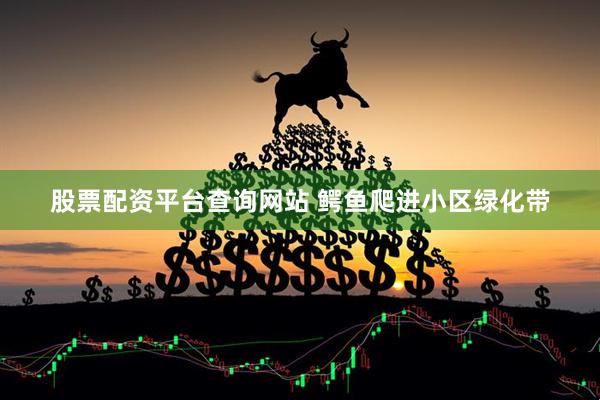 股票配资平台查询网站 鳄鱼爬进小区绿化带